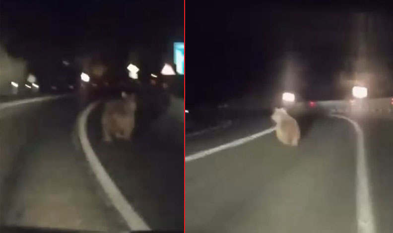 Uludağ’ın eteklerinde bir ayı karayoluna indi