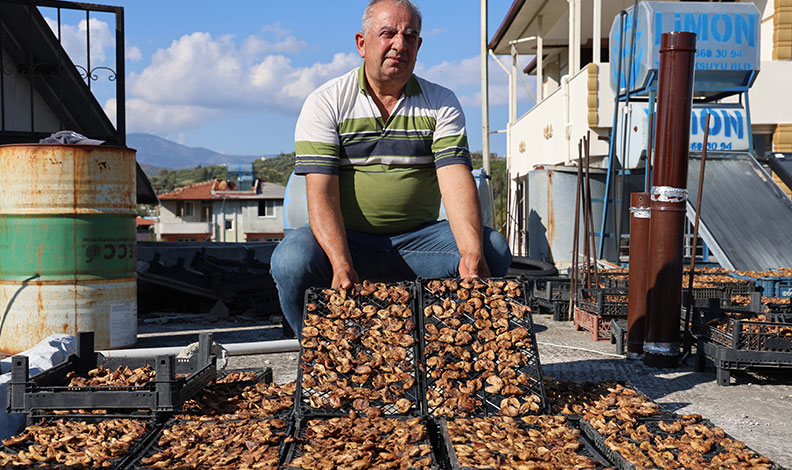 Çiftçinin domuzlardan kurtarabildiği kuru incir, 300 ila 350 TL arasında alıcı buluyor