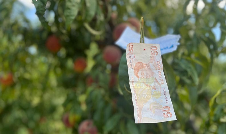 Bursa’da şeftali ağacına asılan not kalpleri ısıttı