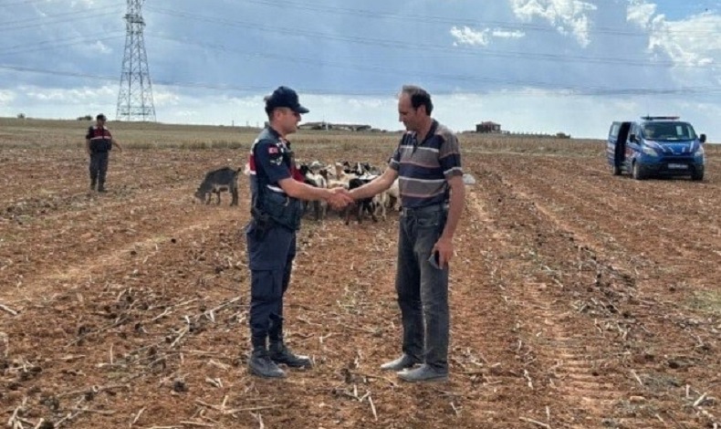 Kaybolan küçükbaş hayvanlar bulundu
