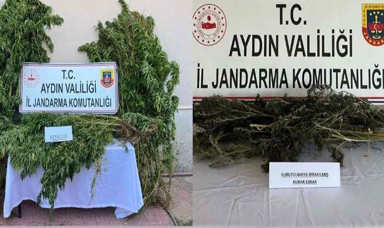 Nazilli’de 153 kök hint keneviri ele geçirildi