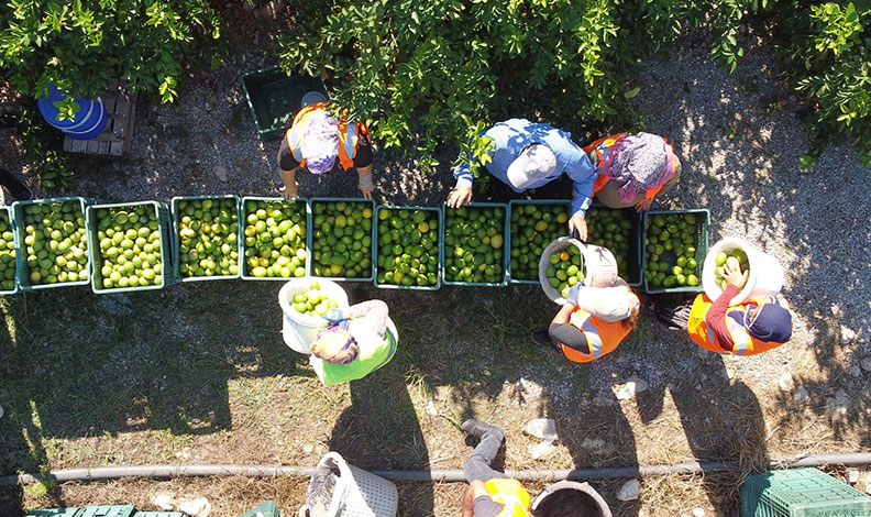 Limonun başkentinde hasat başladı