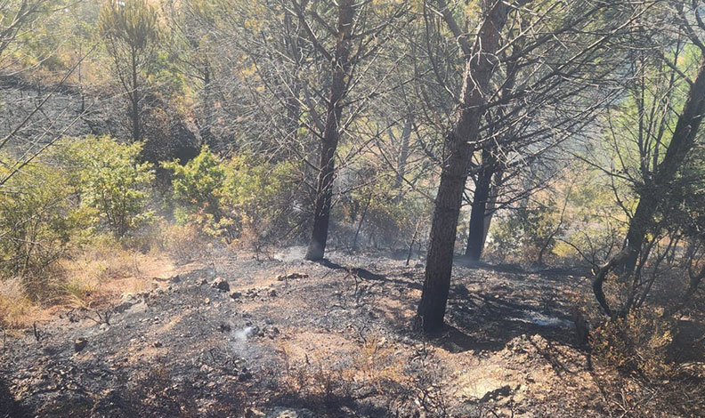 Zeytinlik alanda çıkan yangına havadan ve karadan müdahale edildi