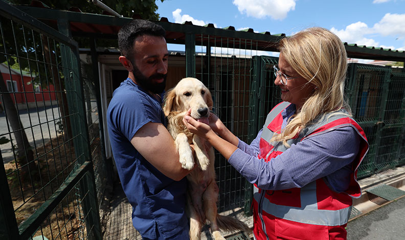 37 sokak hayvanı yeni yuvasına kavuştu