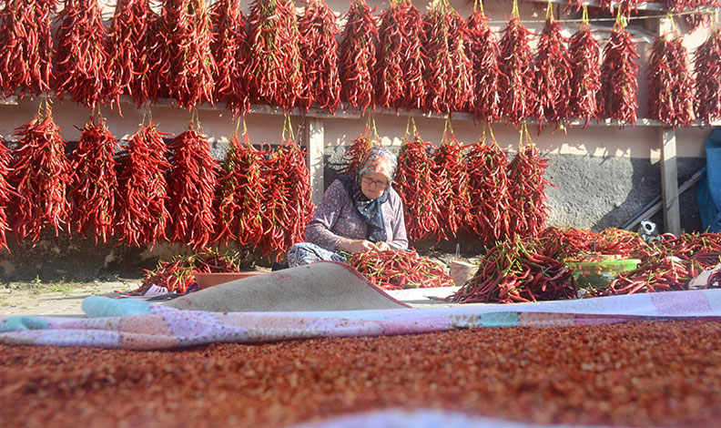 Acı kırmızıbiberin verimi bu yıl düştü