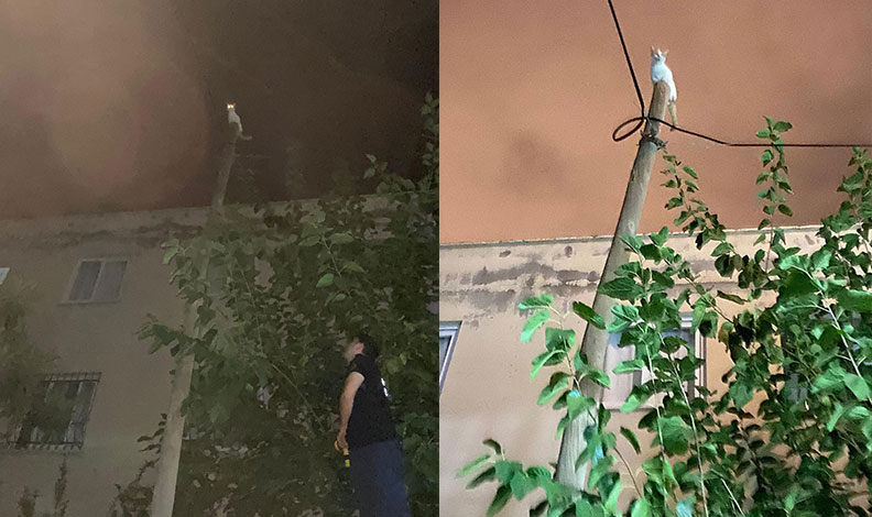 Kedi çıktığı direkte mahsur kaldı