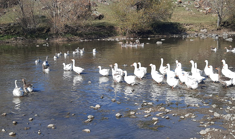Kars’ta kazlar kesim öncesi besiye alındı