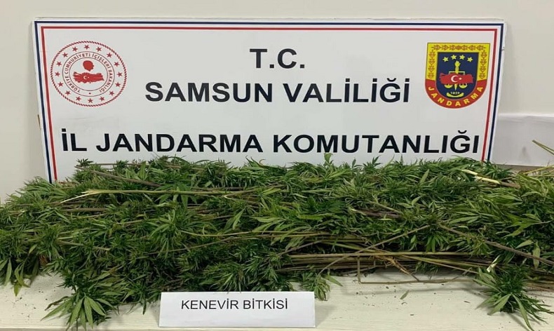 Arazide ekili 304 kök kenevir ele geçirildi