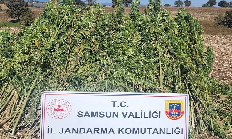 810 kök kenevir bitkisi ele geçirildi