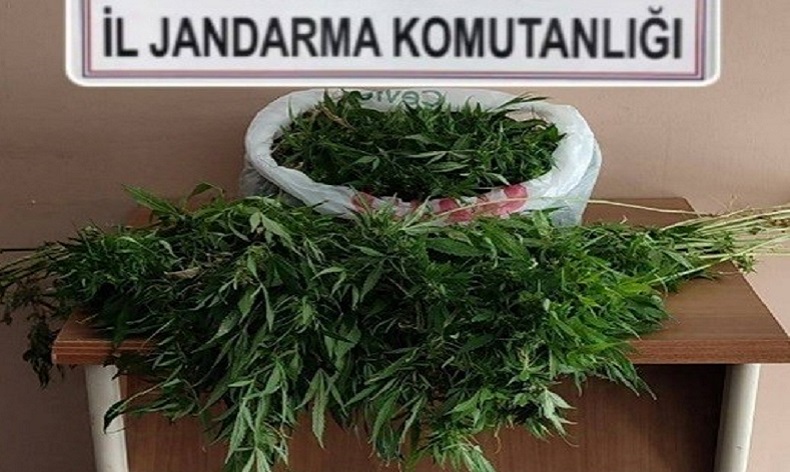 Evinde uyuşturucu serası oluşturan kişi tutuklandı
