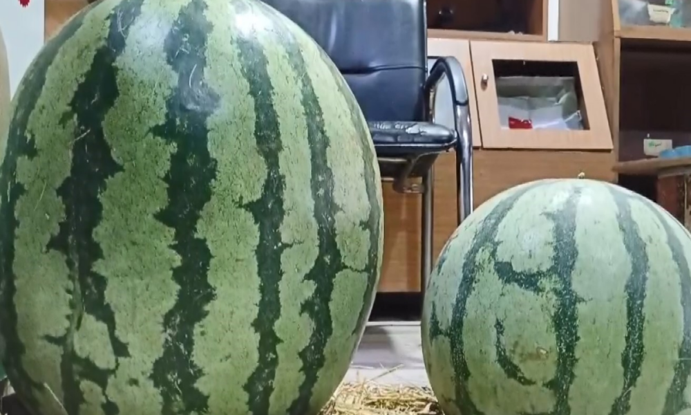 Batman’da yetiştirilen karpuz Diyarbakır karpuzuna rakip oldu