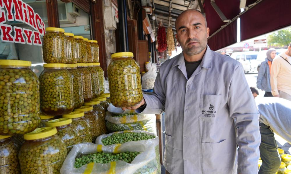 Yeşil zeytinler tezgaha indi