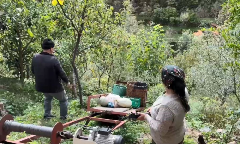 Zeytin hasadı başladı
