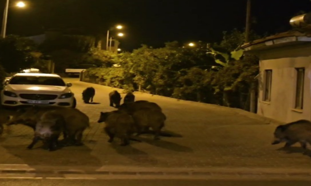 Yaban domuzları, cadde ve sokakları istila etmeye başladı