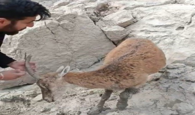 Ayakları balçığa saplanan dağ keçisi kurtarıldı