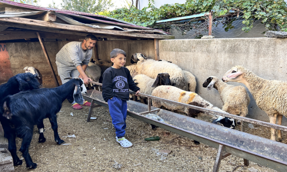 22 koyunu polis ekipleri buldu