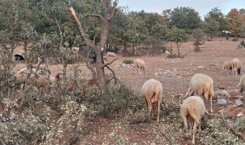 Gediz’de ayı koyunu parçaladı, çobanlar tedirgin