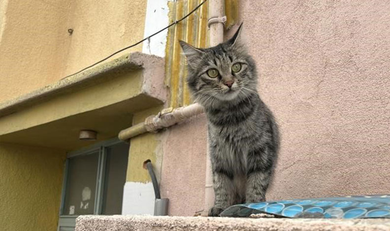Kedi yüzünden silahla vurulmuştu, hayatını kaybetti