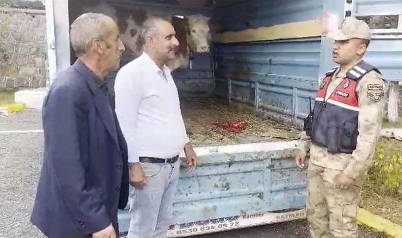 Ardahan çalınan büyükbaş hayvan Kars’ta jandarmaya takıldı