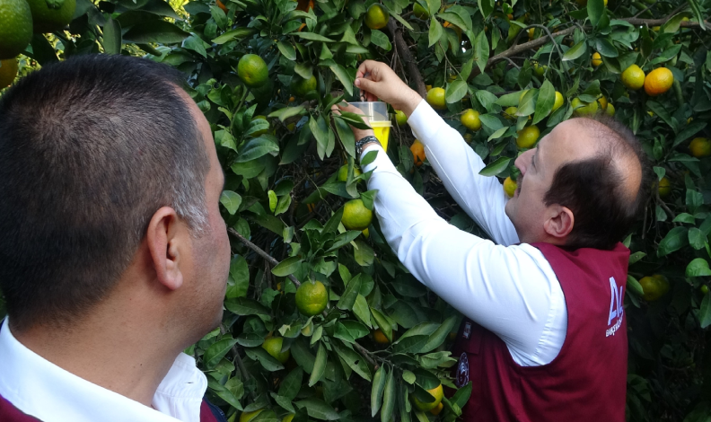 Narenciyenin başkentinde zararlıya karşı biyolojik başarı