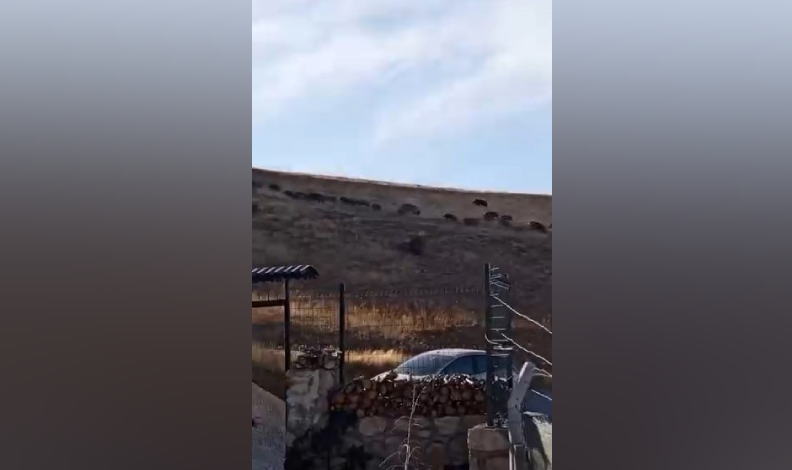Yüksek kesimlerde domuz sürüleri
