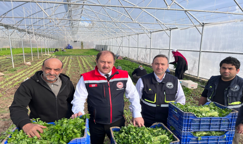 Kışlık sebze hasadı başladı