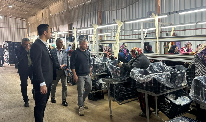 Narlar ihracat için paketlenerek depolanıyor