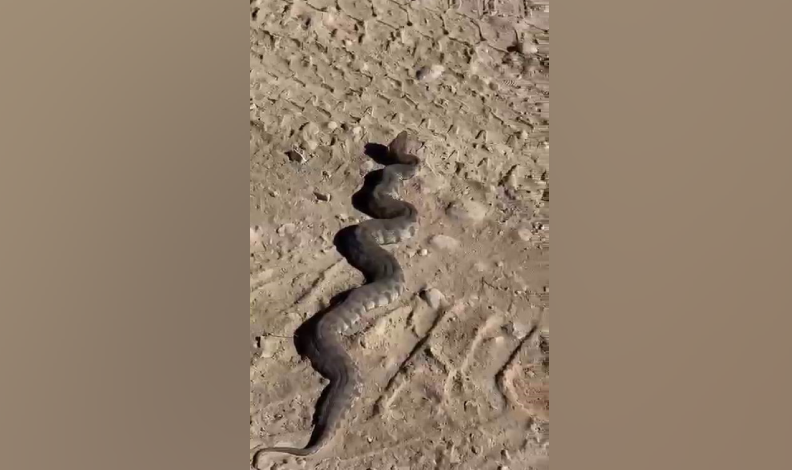 Dev yılanı görenler neye uğradıklarını şaşırdı
