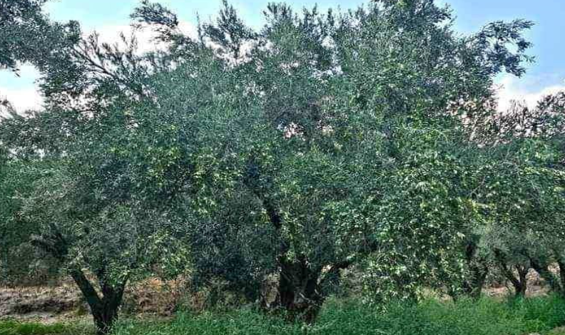 Zeytin üreticisinin sorunlarına dikkat çekti