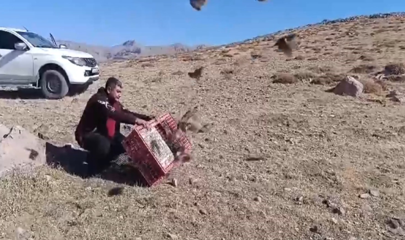 Doğaya 240 çil keklik salındı