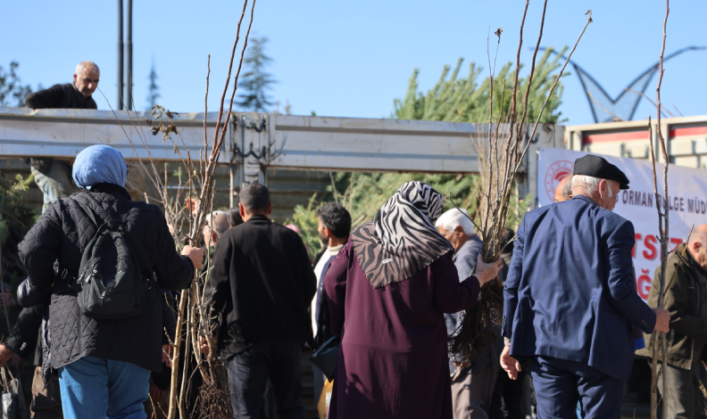 Vatandaşlara 23 bin adet ücretsiz fidan dağıtıldı