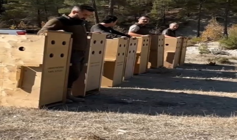8 dişi alageyik yeni yaşam alanlarına kavuştu