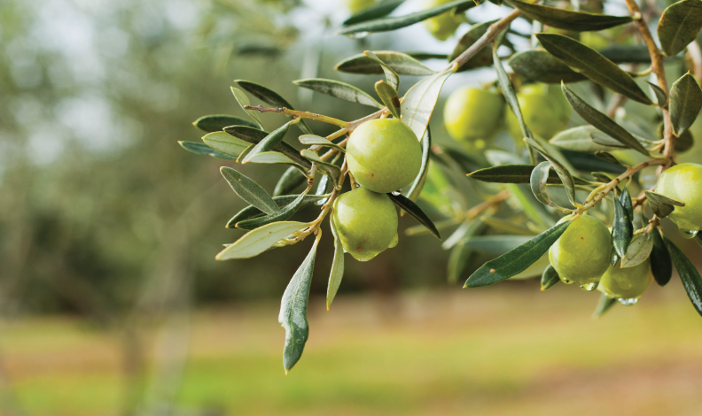 Çiftçilere 50 bin zeytin fidanı dağıtacak