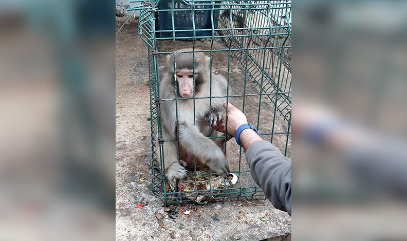 Antalya’da izinsiz Rhesus Maymununu besleyen şahsa 8 bin 322 lira para cezası uygulandı